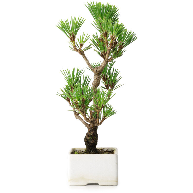 Pinus thunbergii Kotobuki, 24,5 cm, ± 10 Jahre alt