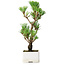 Pinus thunbergii Kotobuki, 24,5 cm, ± 10 ans