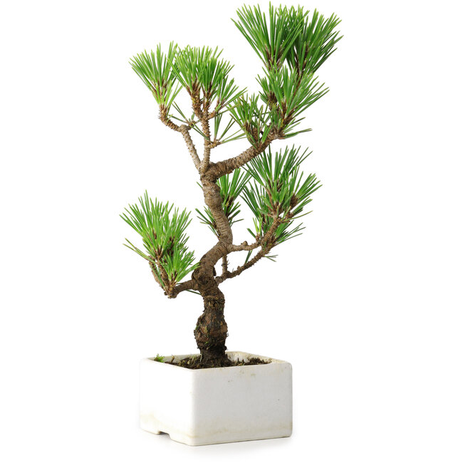 Pinus thunbergii Kotobuki, 24,5 cm, ± 10 jaar oud