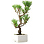 Pinus thunbergii Kotobuki, 24,5 cm, ± 10 ans