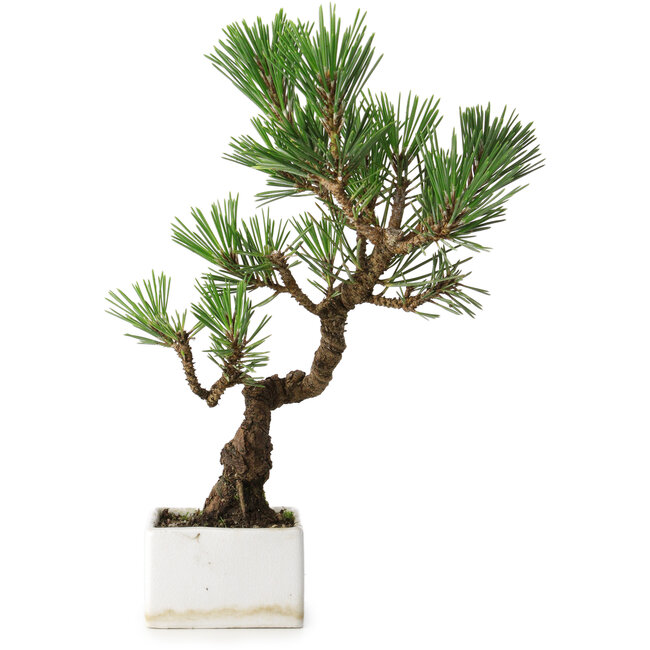 Pinus thunbergii Kotobuki, 26 cm, ± 10 años