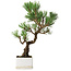 Pinus thunbergii Kotobuki, 26 cm, ± 10 ans