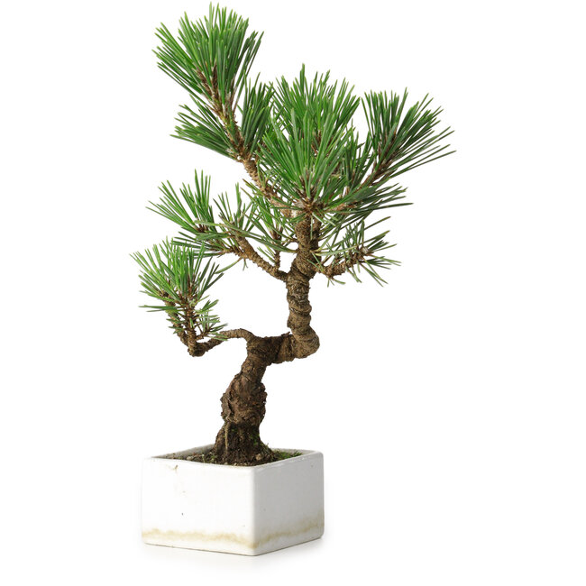 Pinus thunbergii Kotobuki, 26 cm, ± 10 Jahre alt