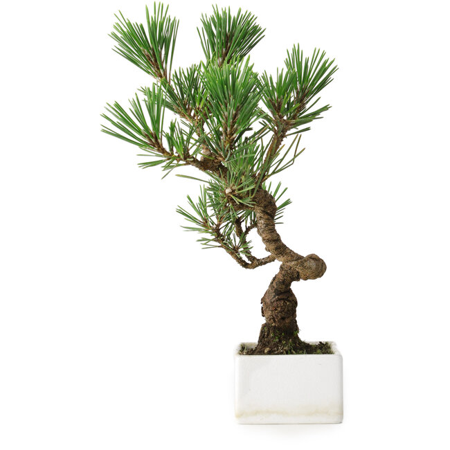 Pinus thunbergii Kotobuki, 26 cm, ± 10 ans