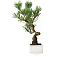 Pinus thunbergii Kotobuki, 26 cm, ± 10 jaar oud