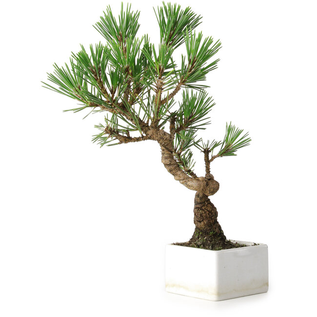 Pinus thunbergii Kotobuki, 26 cm, ± 10 ans