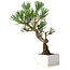 Pinus thunbergii Kotobuki, 26 cm, ± 10 ans