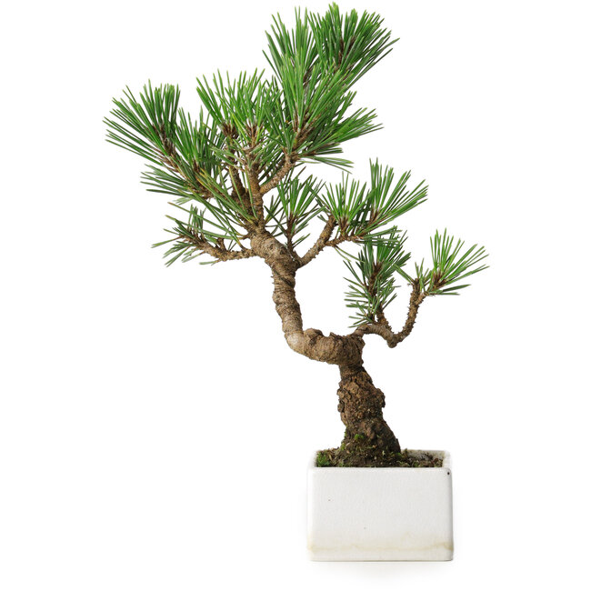 Pinus thunbergii Kotobuki, 26 cm, ± 10 Jahre alt