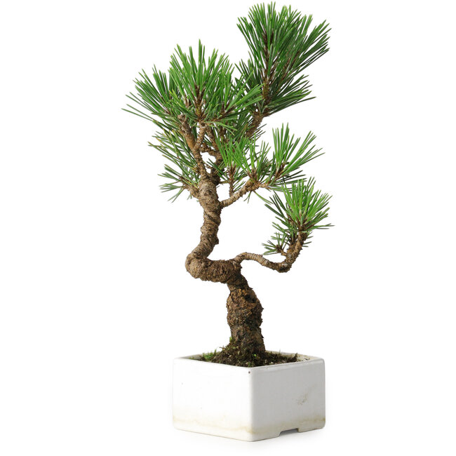 Pinus thunbergii Kotobuki, 26 cm, ± 10 ans