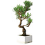 Pinus thunbergii Kotobuki, 26 cm, ± 10 jaar oud