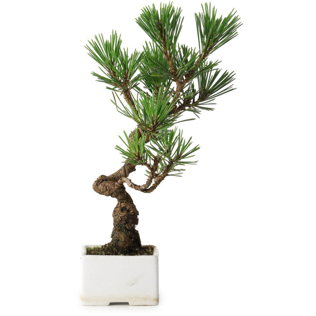 Pinus thunbergii Kotobuki, 26 cm, ± 10 Jahre alt