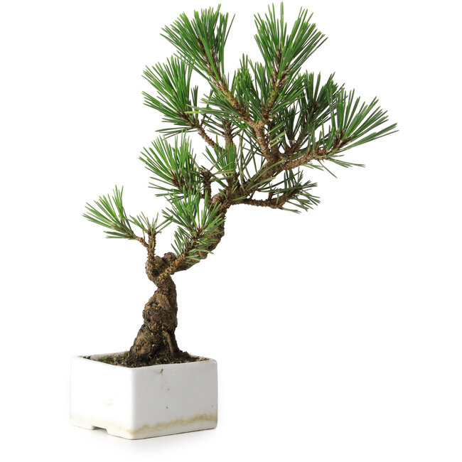 Pinus thunbergii Kotobuki, 26 cm, ± 10 ans