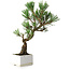 Pinus thunbergii Kotobuki, 26 cm, ± 10 jaar oud