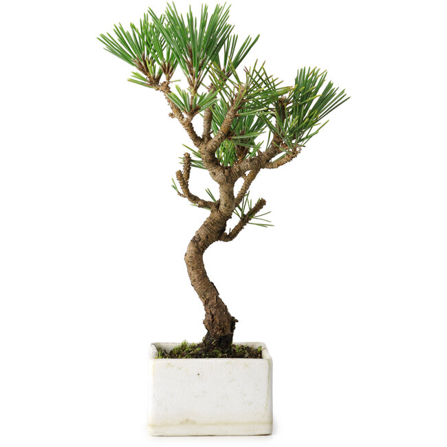 Pinus thunbergii Kotobuki, 23 cm, ± 10 jaar oud