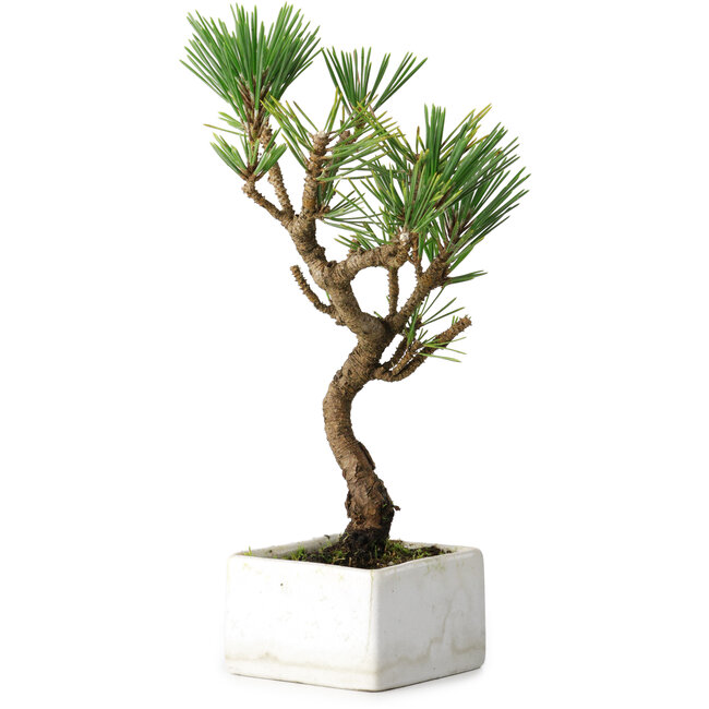 Pinus thunbergii Kotobuki, 23 cm, ± 10 jaar oud
