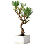 Pinus thunbergii Kotobuki, 23 cm, ± 10 ans