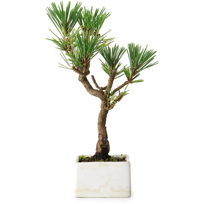 Pinus thunbergii Kotobuki, 23 cm, ± 10 jaar oud