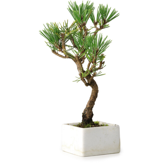 Pinus thunbergii Kotobuki, 23 cm, ± 10 jaar oud