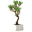 Pinus thunbergii Kotobuki, 23 cm, ± 10 jaar oud
