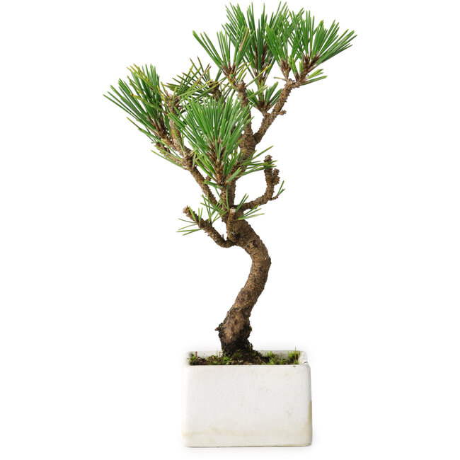 Pinus thunbergii Kotobuki, 23 cm, ± 10 anni