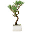 Pinus thunbergii Kotobuki, 23 cm, ± 10 jaar oud