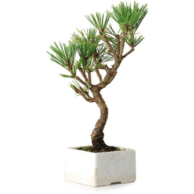 Pinus thunbergii Kotobuki, 23 cm, ± 10 jaar oud