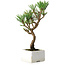 Pinus thunbergii Kotobuki, 23 cm, ± 10 ans