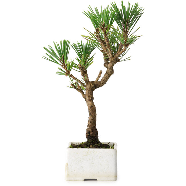 Pinus thunbergii Kotobuki, 23 cm, ± 10 años