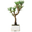 Pinus thunbergii Kotobuki, 23 cm, ± 10 ans