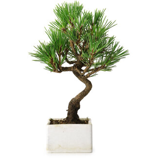 Pinus thunbergii Kotobuki, 21,5 cm, ± 10 Jahre alt