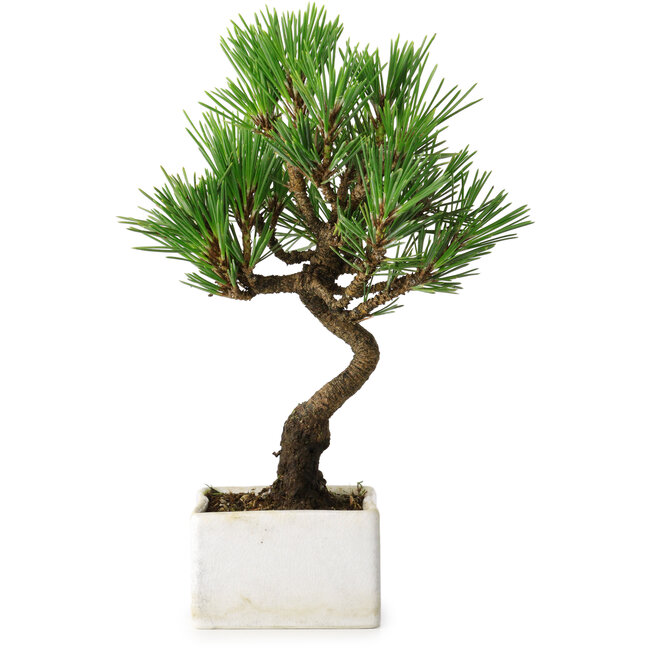 Pinus thunbergii Kotobuki, 21,5 cm, ± 10 jaar oud, in een pot met een barst