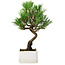 Pinus thunbergii Kotobuki, 21,5 cm, ± 10 ans, dans un pot avec une fissure