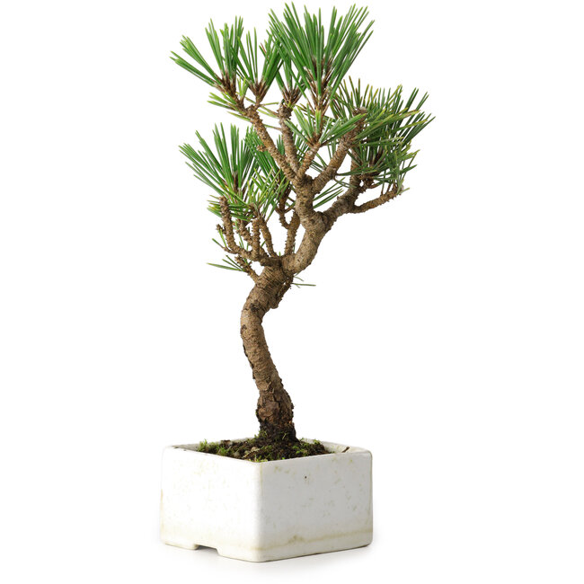Pinus thunbergii Kotobuki, 23 cm, ± 10 anni