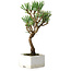 Pinus thunbergii Kotobuki, 23 cm, ± 10 ans