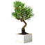Pinus thunbergii Kotobuki, 21,5 cm, ± 10 ans, dans un pot avec une fissure