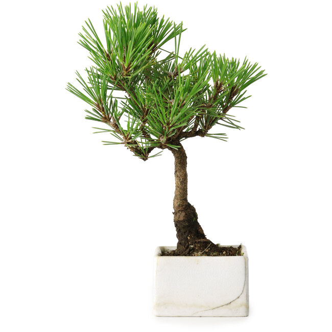 Pinus thunbergii Kotobuki, 21,5 cm, ± 10 jaar oud, in een pot met een barst