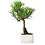 Pinus thunbergii Kotobuki, 21,5 cm, ± 10 ans, dans un pot avec une fissure