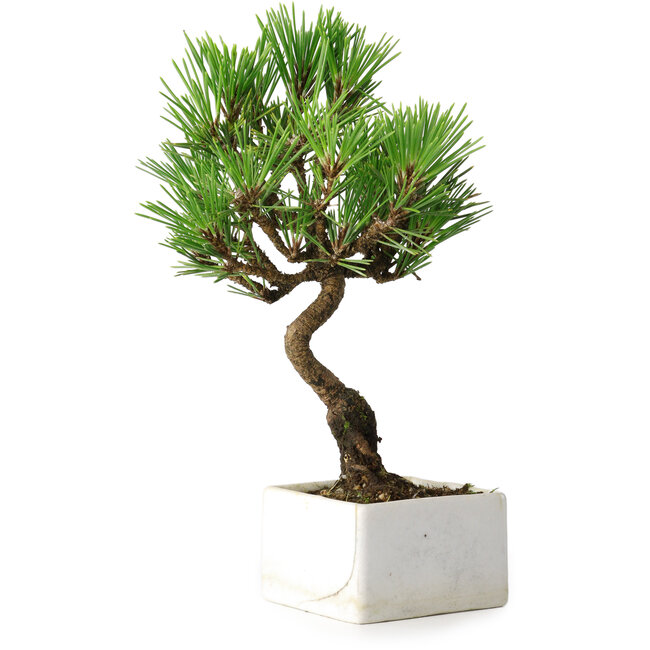 Pinus thunbergii Kotobuki, 21,5 cm, ± 10 jaar oud, in een pot met een barst