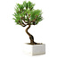 Pinus thunbergii Kotobuki, 21,5 cm, ± 10 ans, dans un pot avec une fissure