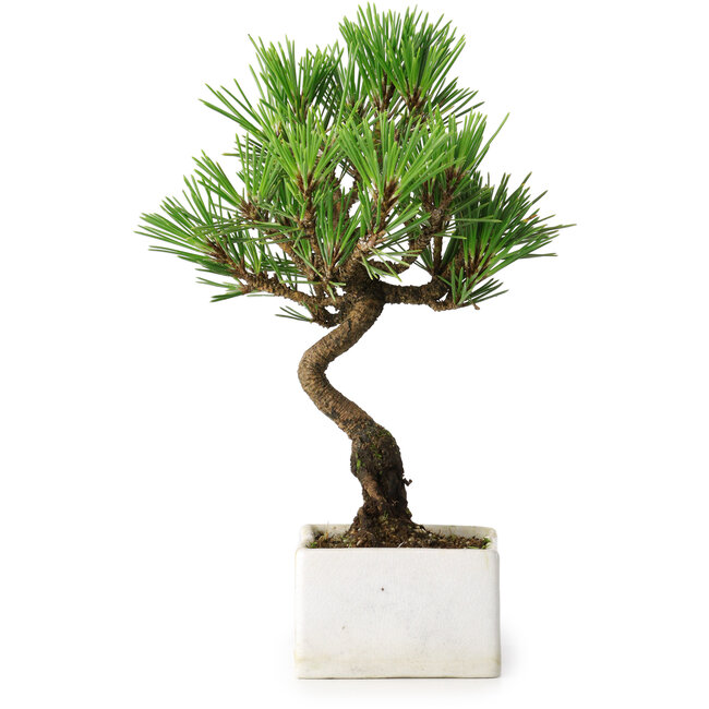 Pinus thunbergii Kotobuki, 21,5 cm, ± 10 jaar oud, in een pot met een barst