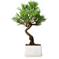 Pinus thunbergii Kotobuki, 21,5 cm, ± 10 ans, dans un pot avec une fissure