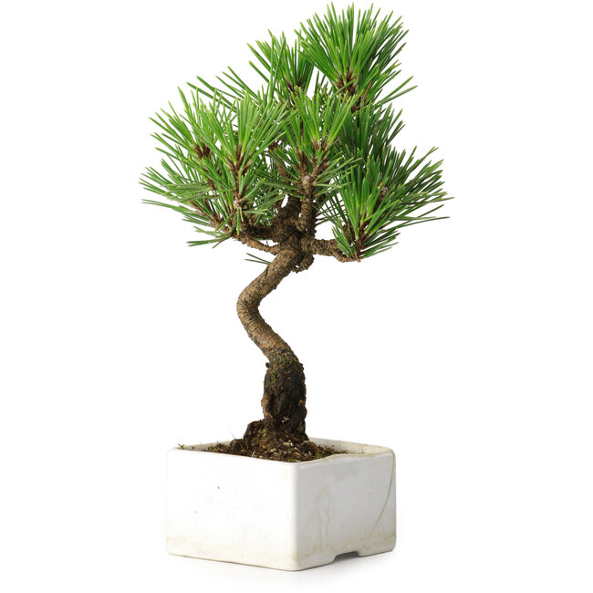 Pinus thunbergii Kotobuki, 21,5 cm, ± 10 jaar oud, in een pot met een barst
