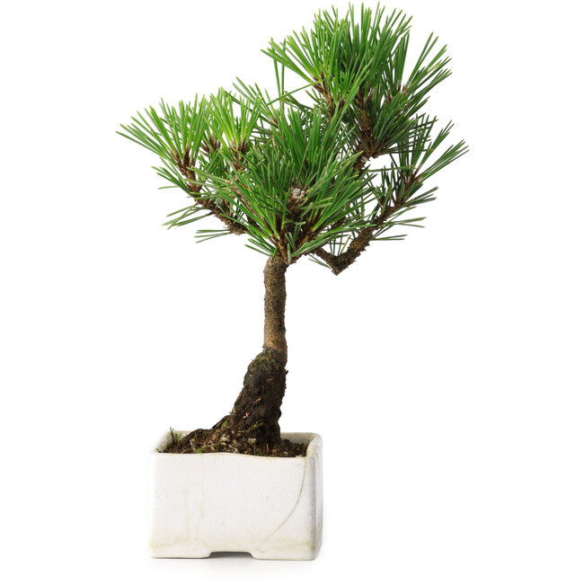 Pinus thunbergii Kotobuki, 21,5 cm, ± 10 anni, in un vaso con una crepa