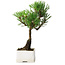 Pinus thunbergii Kotobuki, 21,5 cm, ± 10 ans, dans un pot avec une fissure