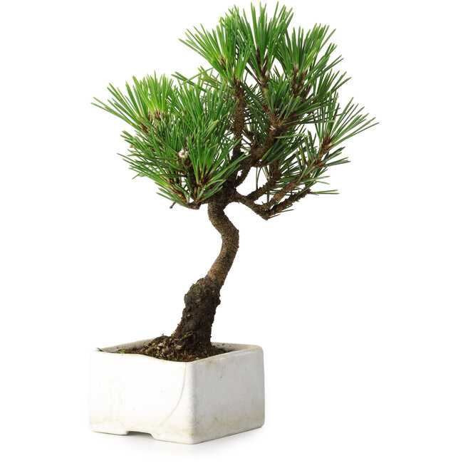 Pinus thunbergii Kotobuki, 21,5 cm, ± 10 anni, in un vaso con una crepa