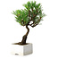Pinus thunbergii Kotobuki, 21,5 cm, ± 10 jaar oud, in een pot met een barst