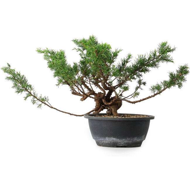 Juniperus chinensis, 23 cm, ± 18 ans