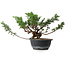 Juniperus chinensis, 23 cm, ± 18 ans