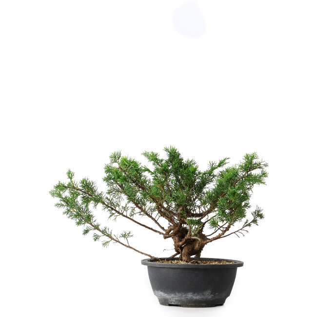 Juniperus chinensis, 23 cm, ± 18 years old