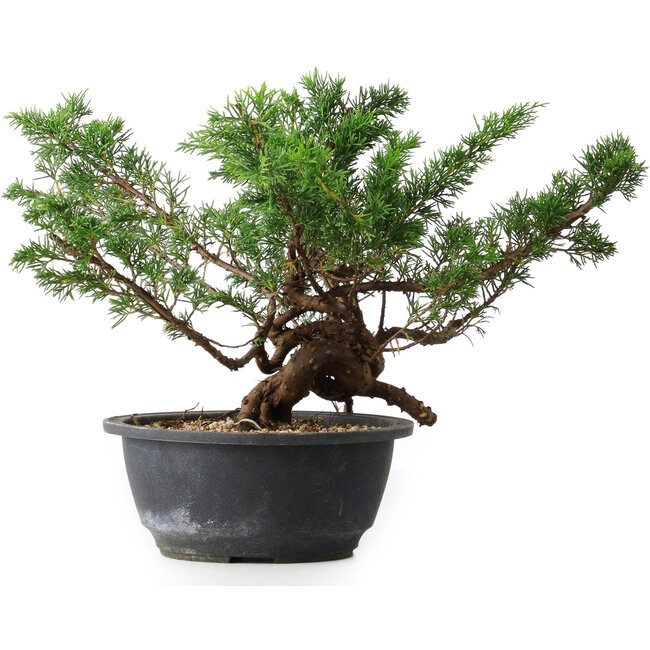 Juniperus chinensis, 23 cm, ± 18 ans